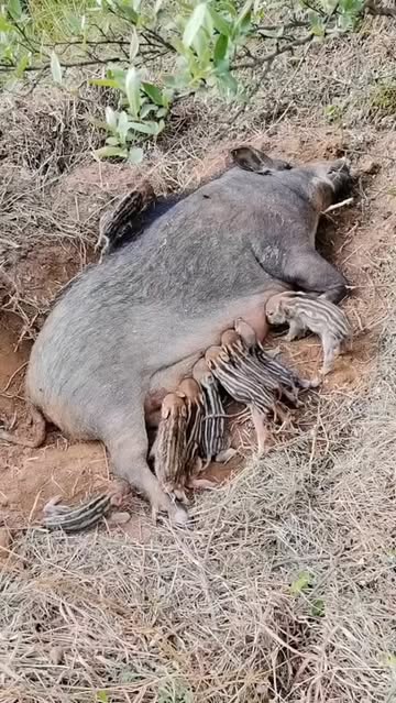 Amazing Black Pig Babys Drinking Milk 😲😳🫡🫶..#fishing #flyfishing #saltlife #bassfishing #fishinglife #boating #shimano #catchandrelease #carp #trout #pesca #fisherman #angler #largemouthbass #pike #fi...