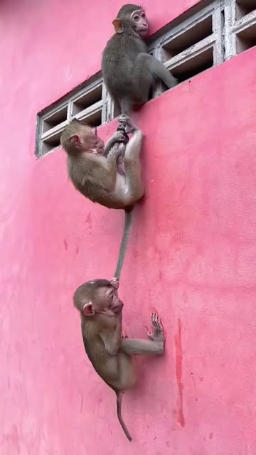 Amazing Monkey Babys In Danger Please help 😲🫡😳🫶..#fishing #flyfishing #saltlife #bassfishing #fishinglife #boating #shimano #catchandrelease #carp #trout #pesca #fisherman #angler #largemouthbass #pik...