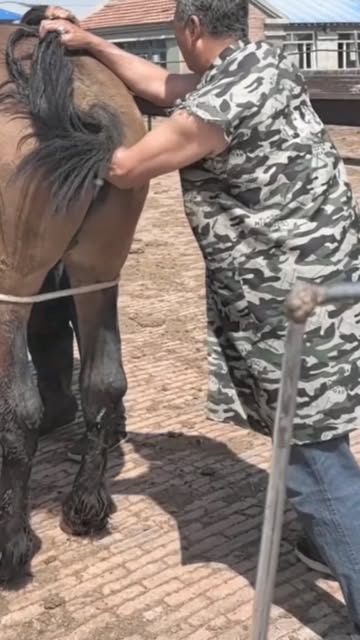 Amazing Horse Treatment By His Back Side 😁😲😳🫡. .#fishing #flyfishing #saltlife #bassfishing #fishinglife #boating #shimano #catchandrelease #carp #trout #pesca #fisherman #angler #largemouthbass #pike...