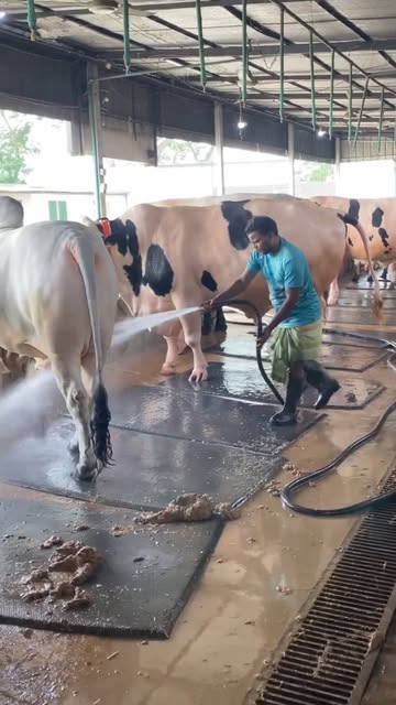 Amazing Cow Room Cleaning Technique 😲😳🫡🫶..#fishing #flyfishing #saltlife #bassfishing #fishinglife #boating #shimano #catchandrelease #carp #trout #pesca #fisherman #angler #largemouthbass #pike #fish...