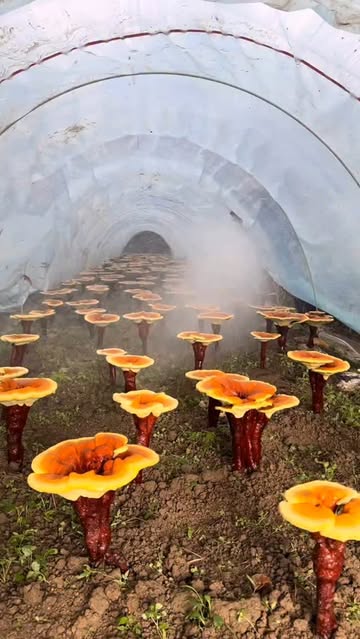 Water Ganoderma lucidum #GanganLucidum #Plant #growing