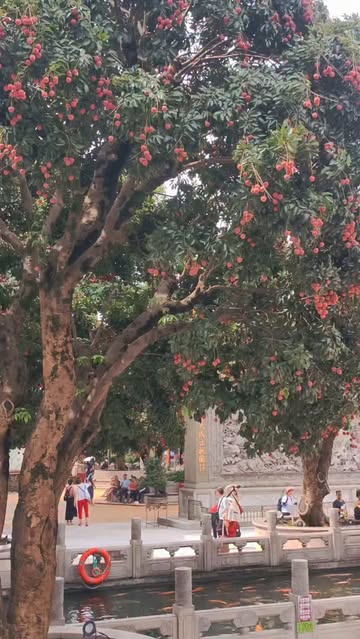 A concubine riding on the world of the world smiles, no one knows that it is lychee coming #litchi #fruit #interesting