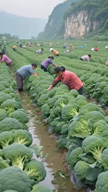 Amazing Cabbage Huge Cultivation 😲😳🫡🫶..#fishing #flyfishing #saltlife #bassfishing #fishinglife #boating #shimano #catchandrelease #carp #trout #pesca #fisherman #angler #largemouthbass #pike #fishing...
