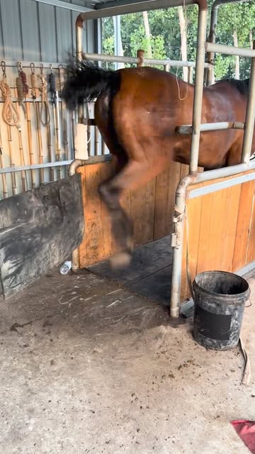 Amazing Horse Breaking His Door By Leg 😲😳🫡🫶..#fishing #flyfishing #saltlife #bassfishing #fishinglife #boating #shimano #catchandrelease #carp #trout #pesca #fisherman #angler #largemouthbass #pike #f...