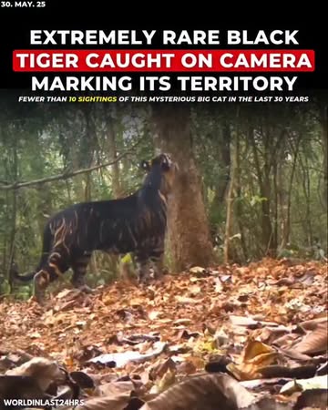 A rare black tiger, exhibiting pseudo-melanism, was recently captured on camera marking its territory in Odisha's Similipal Tiger Reserve.  This unique behavior was documented via a camera trap, showc...