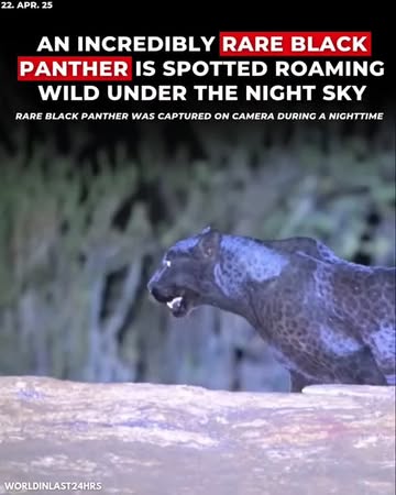 This rare melanistic leopard, often called a black panther, isn't a separate species but a leopard with excess dark pigment.Though its coat appears black, rosette patterns remain visible under light. ...