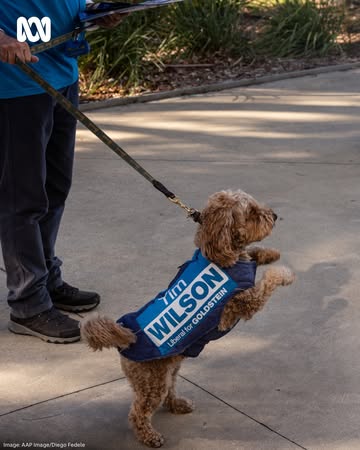 We asked Boo (Laura Tingle's cat) who she thought would win the election, but did anyone ask the dogs? Get all the latest election news with ABC NEWS, at the link in our bio.#ABCNews #AustraliaVotes #...