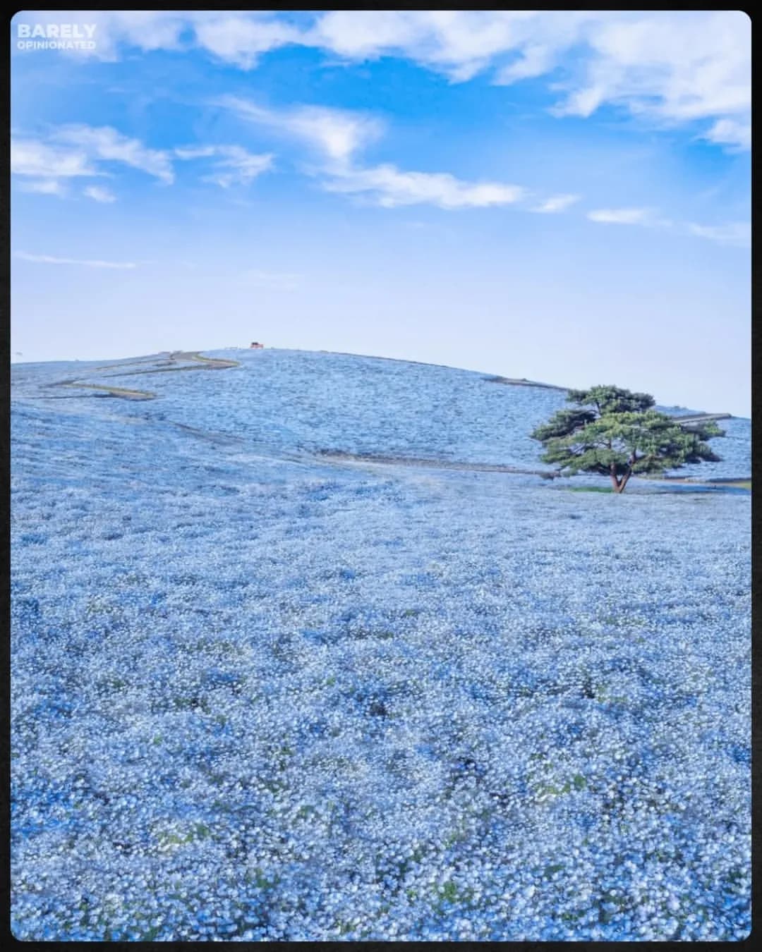 Japan Turns Blue with Beauty During Magical Nemophila Flower SeasonMillions of delicate blue blossoms blanket Japan’s parks, creating a breathtaking springtime spectacle.Every spring, Japan welcomes a...