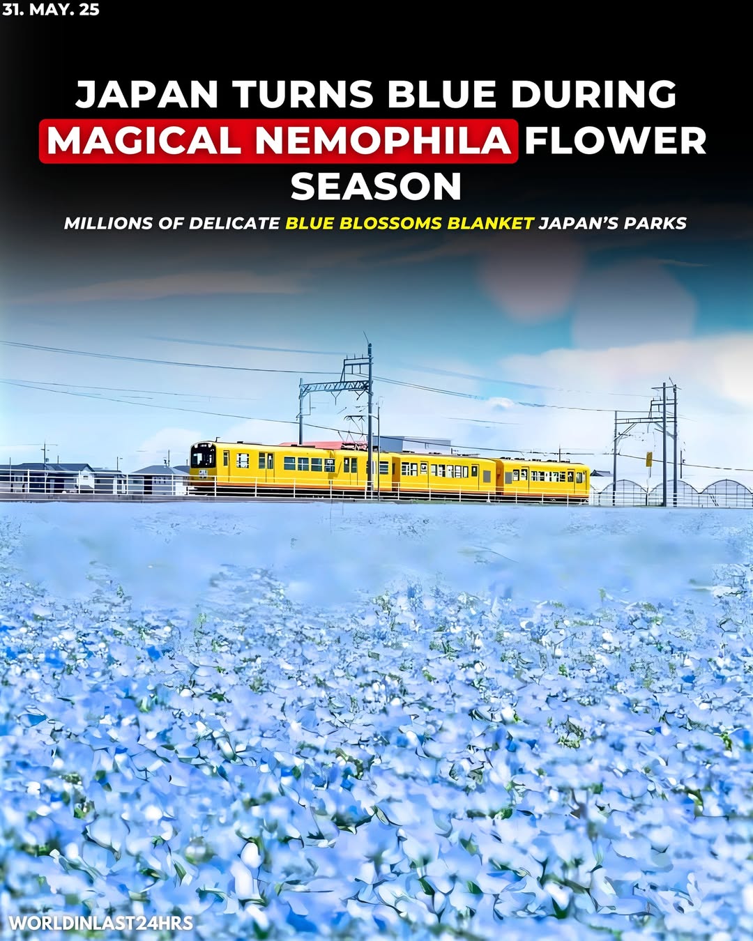 Japan Turns Blue with Beauty During Magical Nemophila Flower SeasonMillions of delicate blue blossoms blanket Japan’s parks, creating a breathtaking springtime spectacle.Every spring, Japan welcomes a...