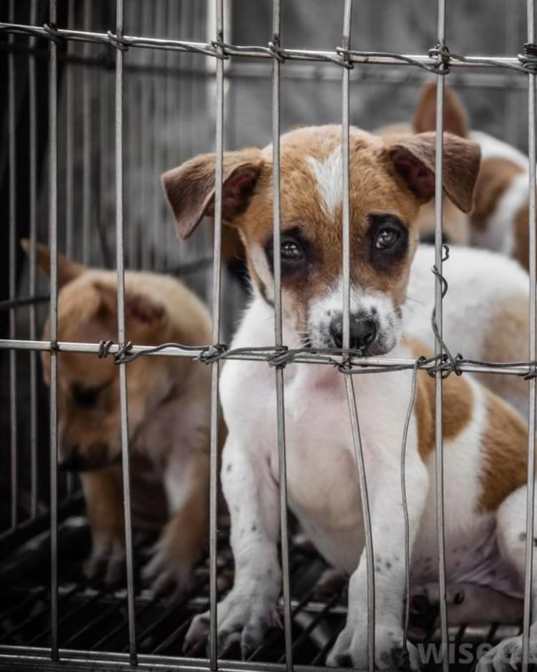 Morocco is facing international outrage after reports surfaced that the country plans to kill up to three million stray dogs as part of a massive “street clean-up” campaign ahead of the 2030 FIFA Worl...