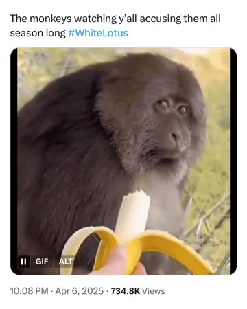 Random White Lotus memes saved to my phone meme dump No. 1-π FOLLOW π³οΈ SHARE π -#dankmemes #edgymemes #darkhumor #offensivememes #selenagomezmemes #darkmemes #darkhumor #edgyhumor #offensivehumor #spi...