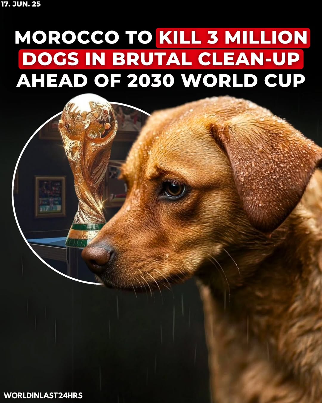 Morocco is facing international outrage after reports surfaced that the country plans to kill up to three million stray dogs as part of a massive “street clean-up” campaign ahead of the 2030 FIFA Worl...