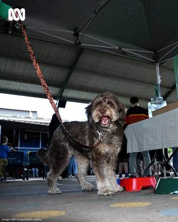 We asked Boo (Laura Tingle's cat) who she thought would win the election, but did anyone ask the dogs? Get all the latest election news with ABC NEWS, at the link in our bio.#ABCNews #AustraliaVotes #...