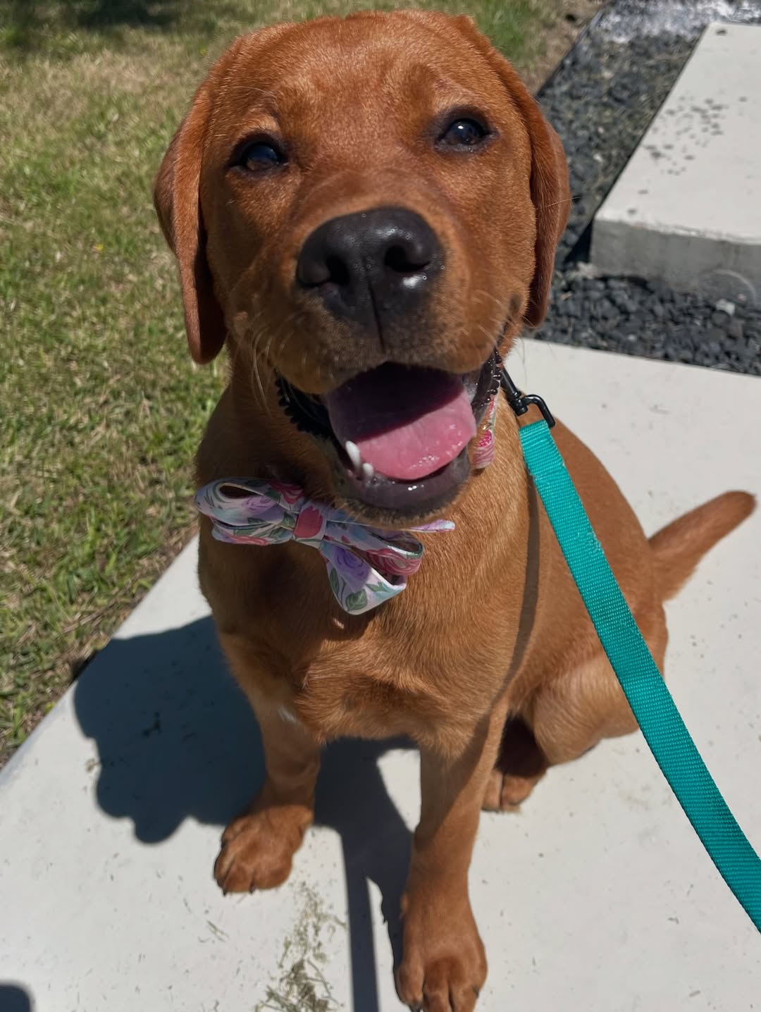 Top of the mornin to ya 🩵#rubyraetheredlab #rubyraeallman #foxred #foxredlabpuppy #foxredlabrador #foxredlab #englishlab #englishlabrador #crewlala