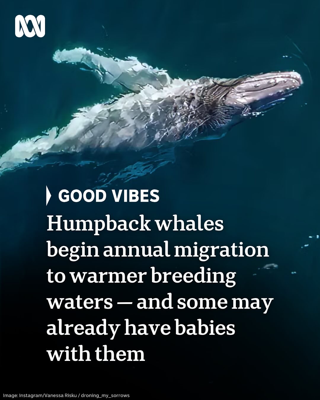 Here’s some uplifting stories for your afternoon ❤️Personalise your news and stay in the know with the ABC NEWS app via the link in our bio. #ABCNews #GoodVibes #GoodNews