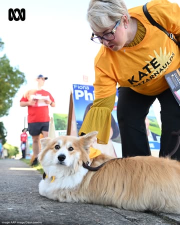 We asked Boo (Laura Tingle's cat) who she thought would win the election, but did anyone ask the dogs? Get all the latest election news with ABC NEWS, at the link in our bio.#ABCNews #AustraliaVotes #...