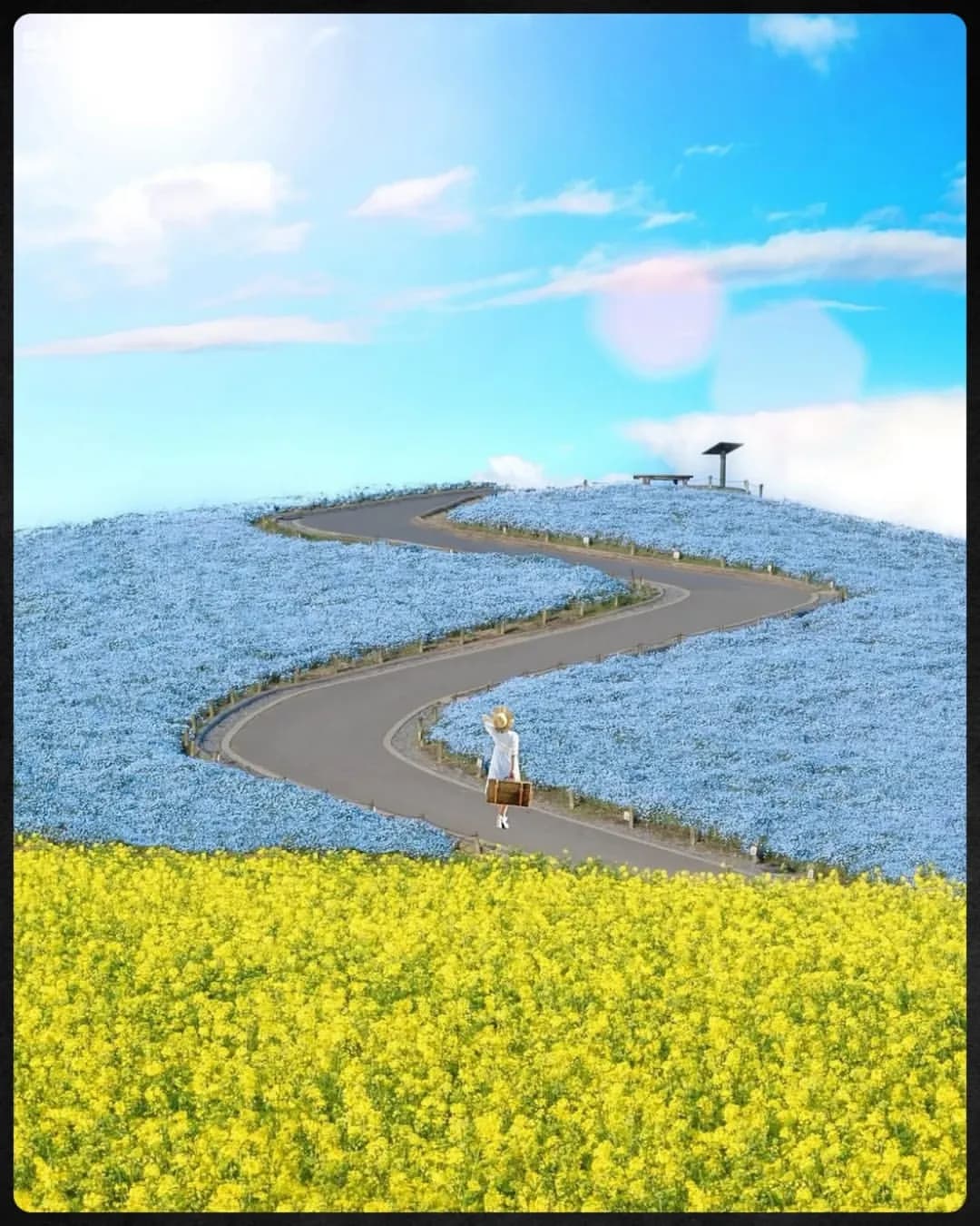 Japan Turns Blue with Beauty During Magical Nemophila Flower SeasonMillions of delicate blue blossoms blanket Japan’s parks, creating a breathtaking springtime spectacle.Every spring, Japan welcomes a...