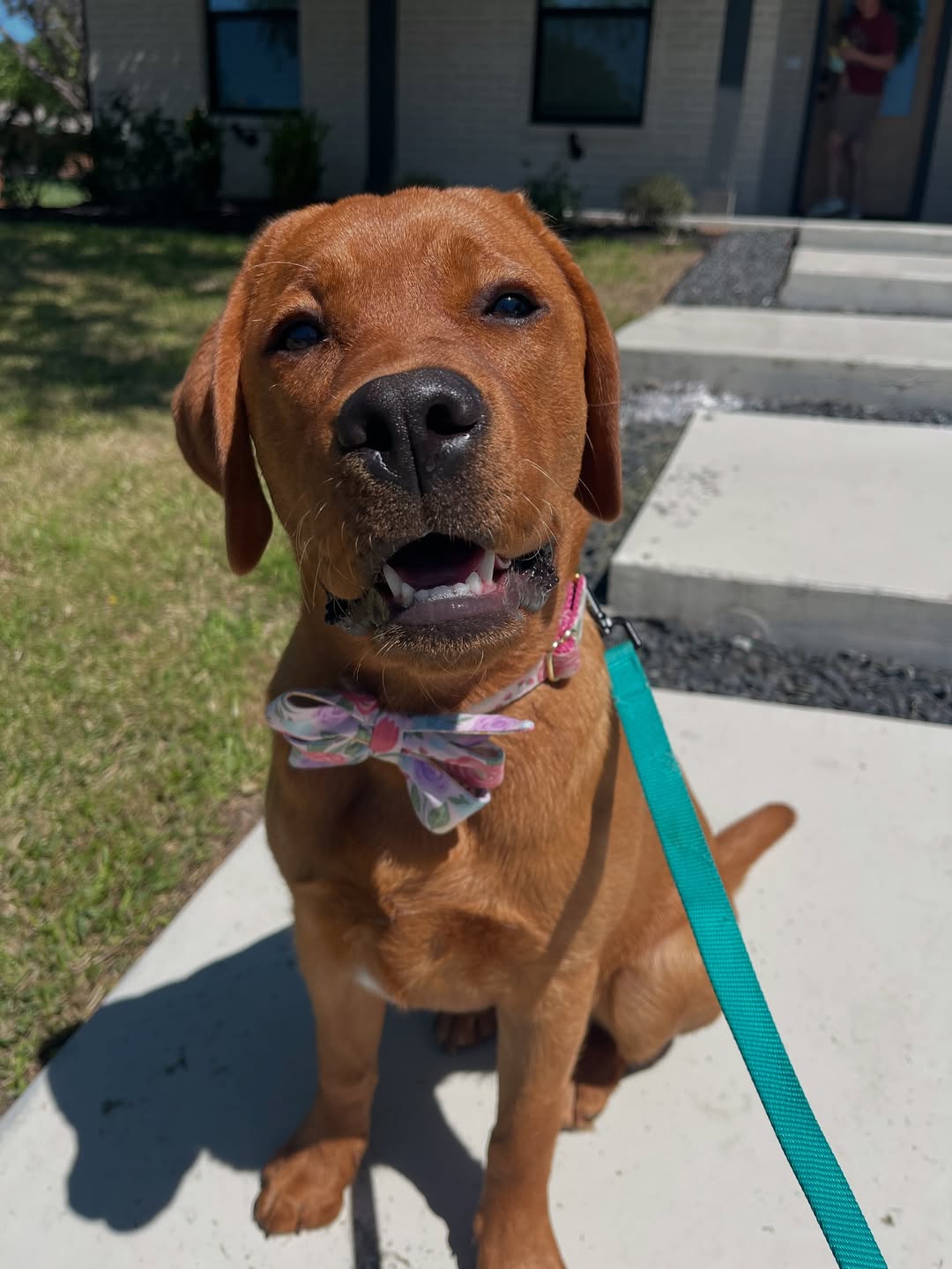 Top of the mornin to ya 🩵#rubyraetheredlab #rubyraeallman #foxred #foxredlabpuppy #foxredlabrador #foxredlab #englishlab #englishlabrador #crewlala